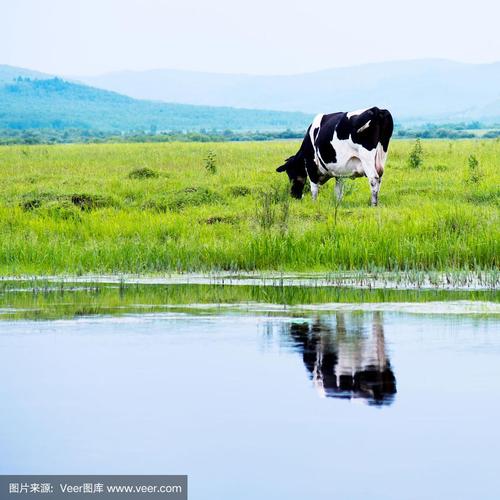 梦见牛在水草地吃