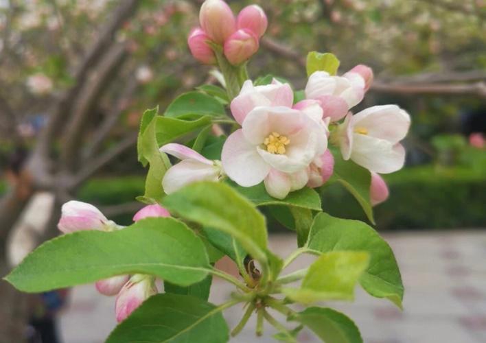 植物花语 海棠花花期是几月