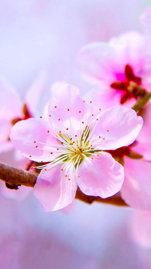 属蛇的春节后招桃花对策