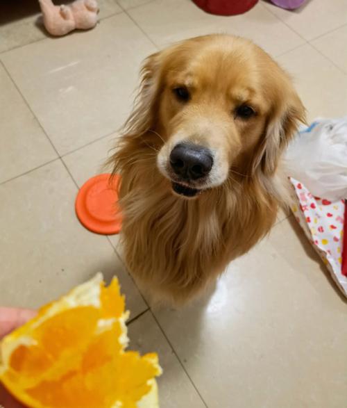 梦见狗吃了小鸡是什么意思