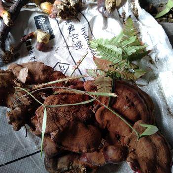肉灵芝生长环境,肉灵芝生长在棺材里的吗