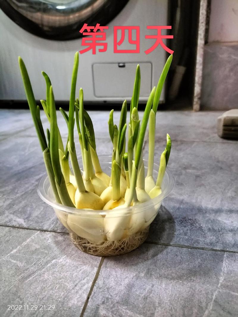 在卫生间养大蒜风水好吗