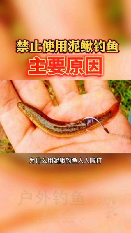 女人梦到泥鳅什么预兆