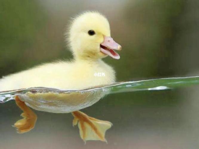 梦见鸭是什么意思是什么意思