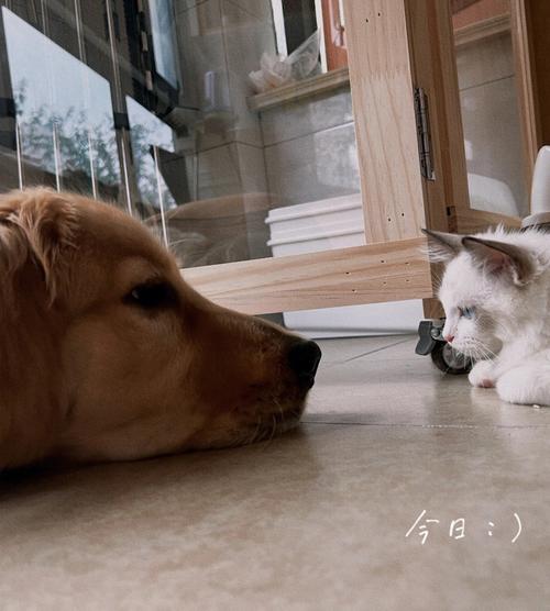 梦见被猫和狗咬手