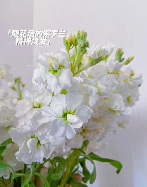 金牛座幸运花是什么
