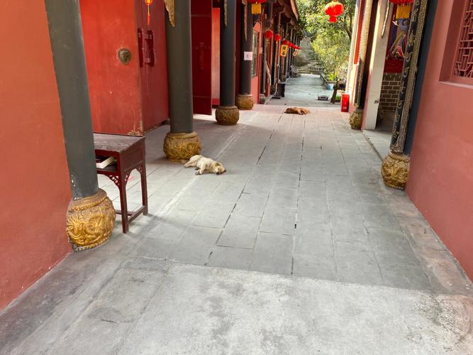 梦见狗和寺庙