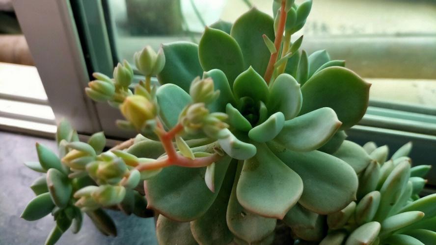多肉植物开花图片名字