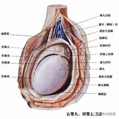 梦见睾丸怎么回事