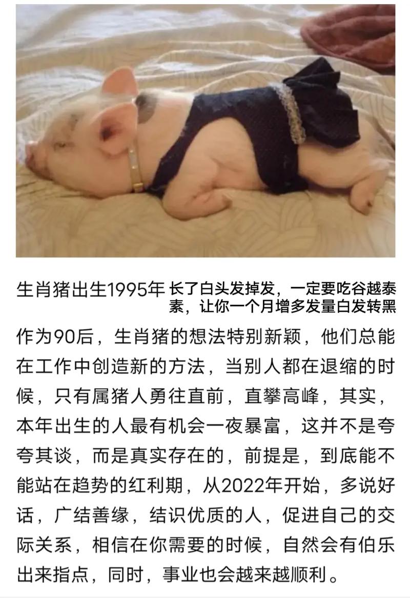 属猪的六个合贵人都是谁