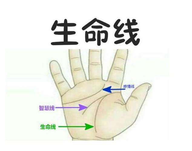 生命线弯曲福寿少薄吗