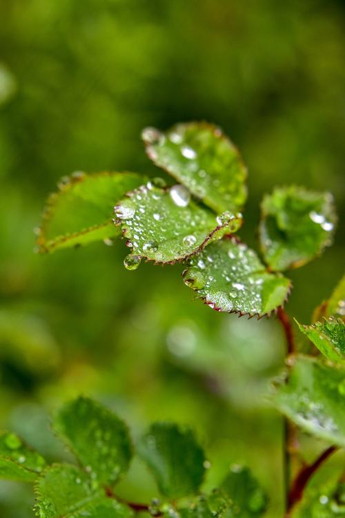 梦见雨后的露珠