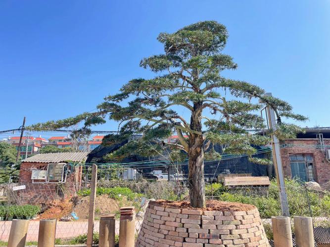 庭院风水怎么样才能聚财守财