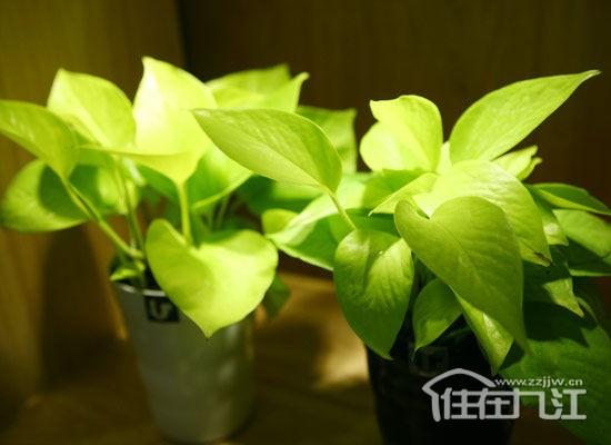 财位能放水生植物吗