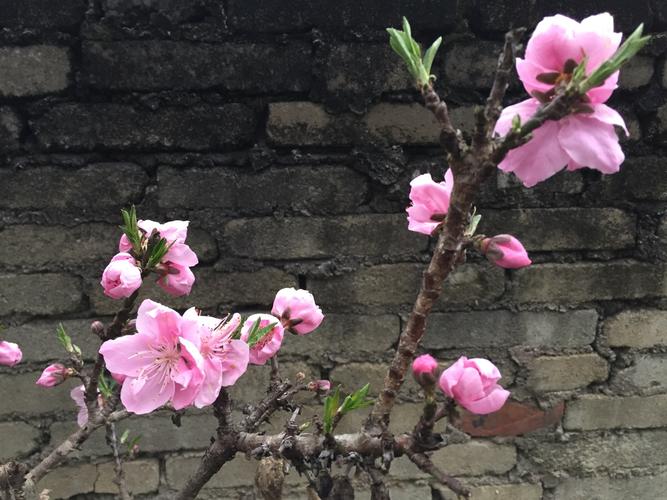 墙外桃花是什么意思,墙外桃花的查法