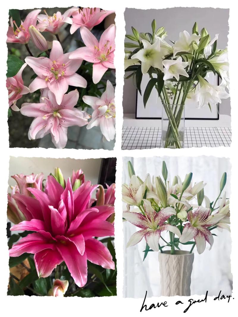 花语故事之金百合花语,心想事成