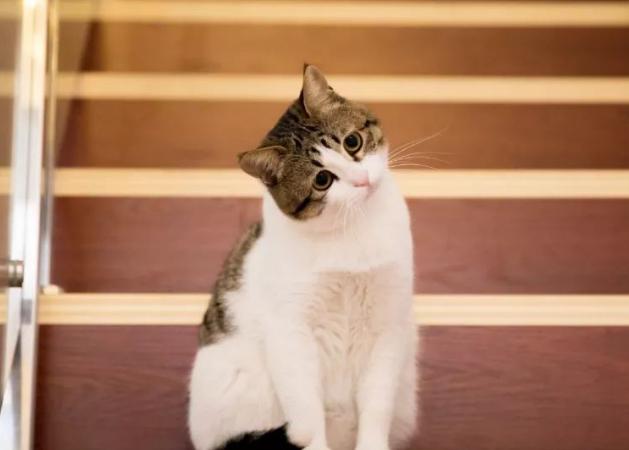 梦见站着的猫