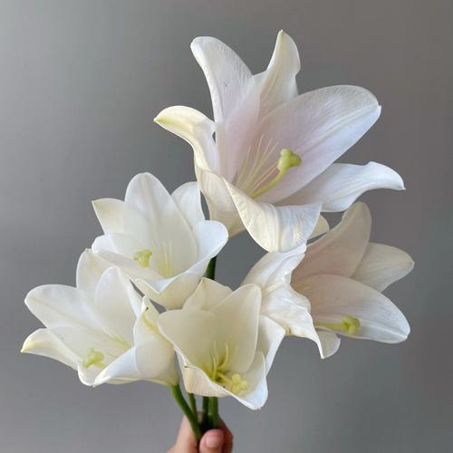 粉百合花语