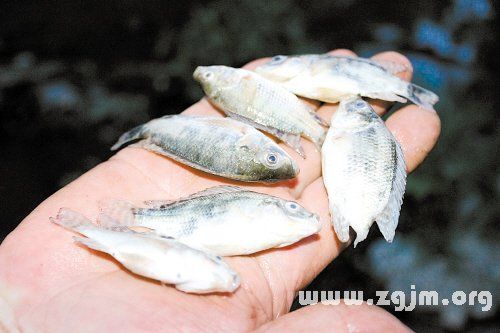 梦见好多小鱼 梦见好多小鱼死了