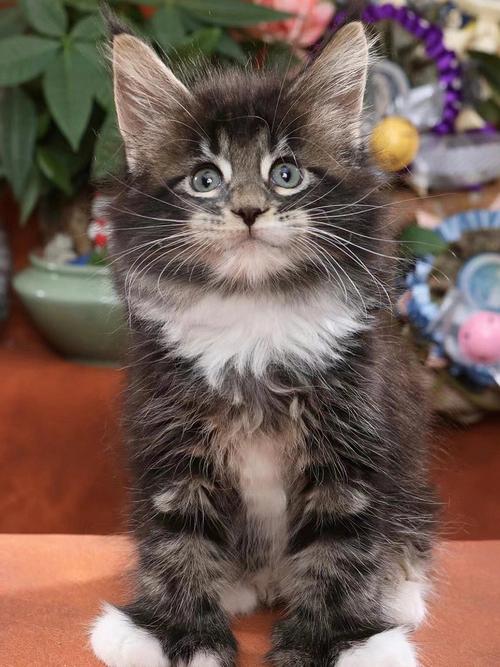 五行缺木人适合养宠物猫吗