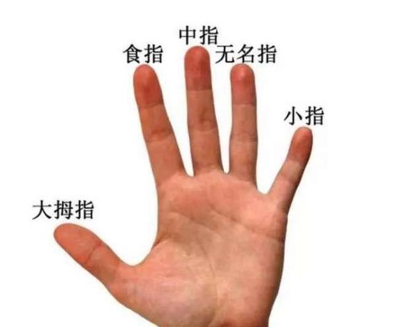 无名指是哪个手指