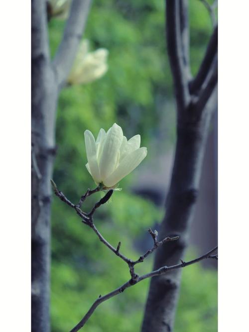 黄玉兰花的花语是什么