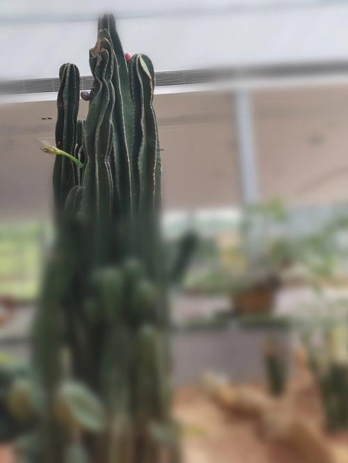 花语大全:仙人球花语你知多少