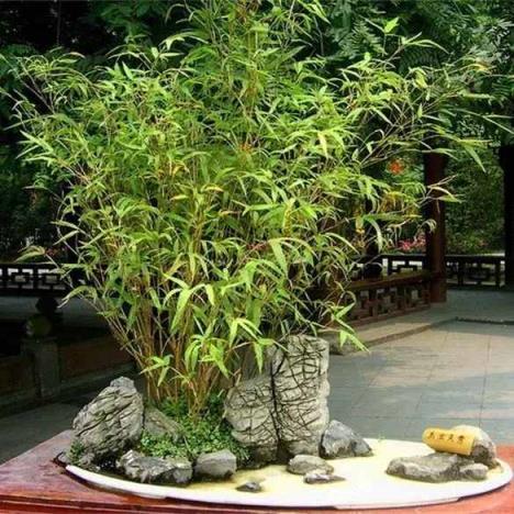 庭院种竹子的风水讲究