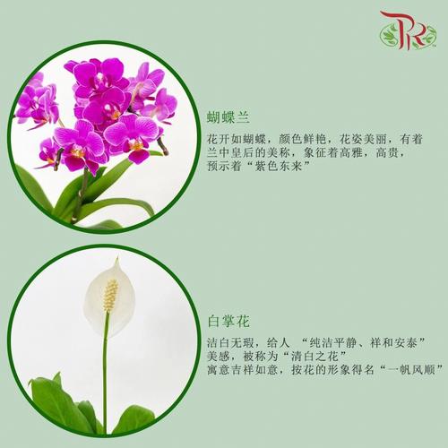 2020年家居植物养殖的风水讲究