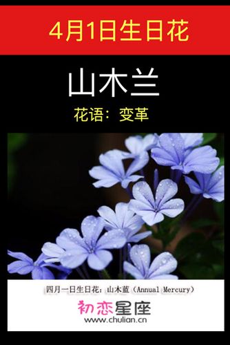 4月1日生日花语:山木蓝
