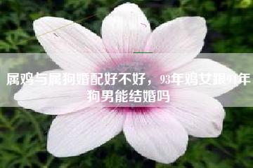 93鸡和94狗结婚好不好