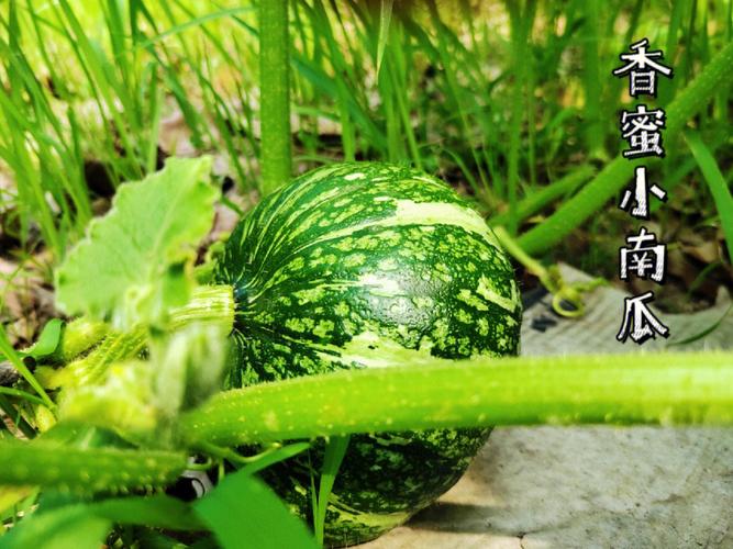 属鼠的喜欢窃取哪类果实