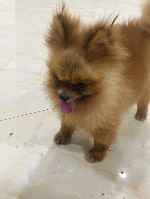 梦见狗和松鼠