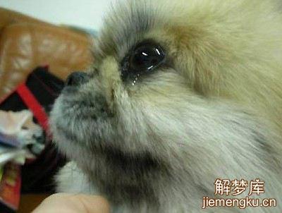 梦见死去的小狗