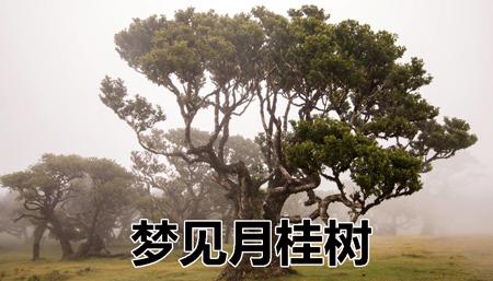 梦见月桂树意味着什么