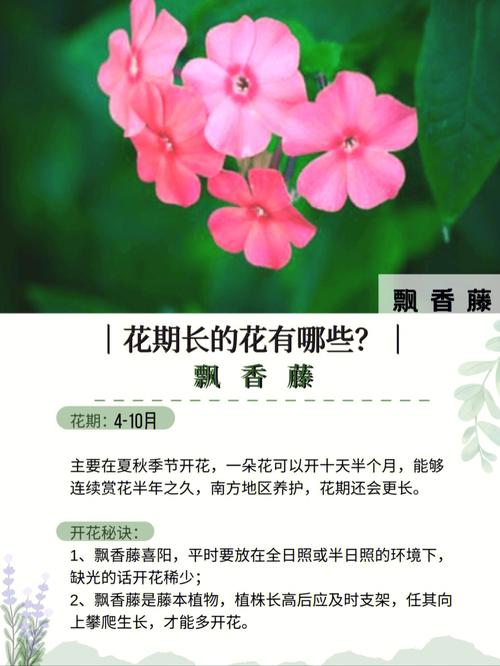 四季常开的阳台花有哪些