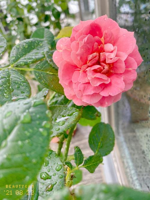 梦见浇花草有什么含义?