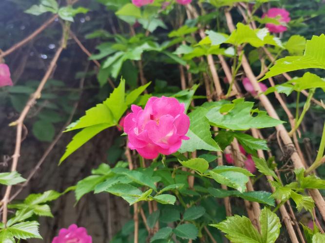 梦见蔷薇什么意思