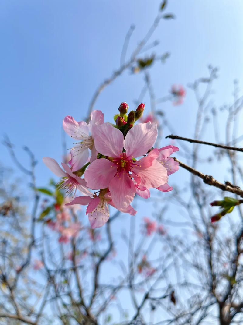 春天,你的桃花运如约而至了吗?