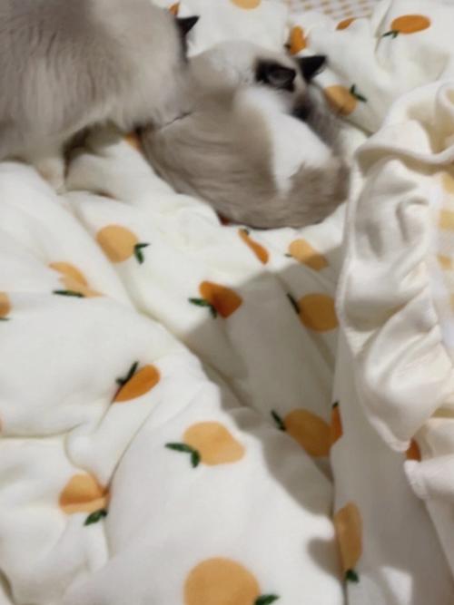 生肖猪的初吻是何时发生的,生肖猪对待爱情喜欢速战速决