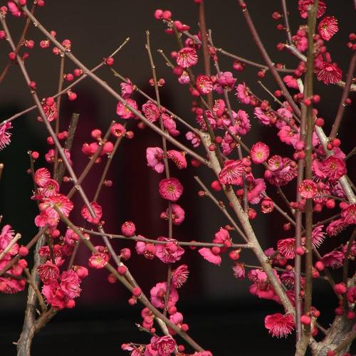 庭院栽梅花风水好不好