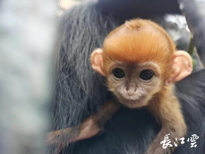 猴宝宝什么时辰出生命最好?气质出众事业有成