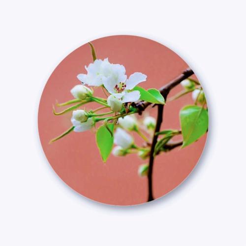 梦见梨花意味着什么