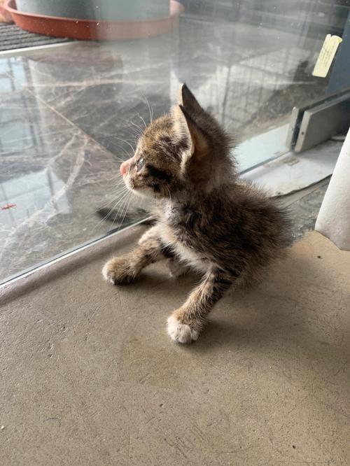 梦见救猫是什么意思