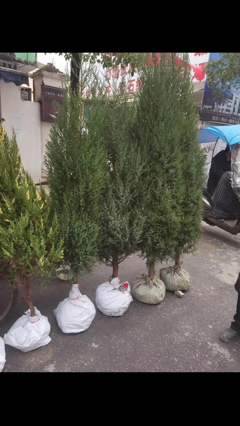 门前种什么树好