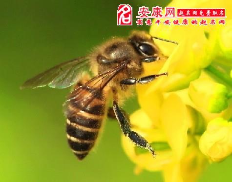 梦见昆虫