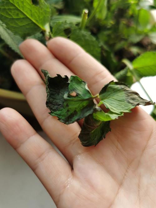薄荷为什么不能在家养