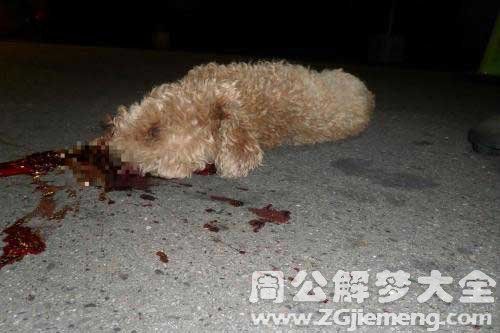 梦见狗摔死了是什么意思