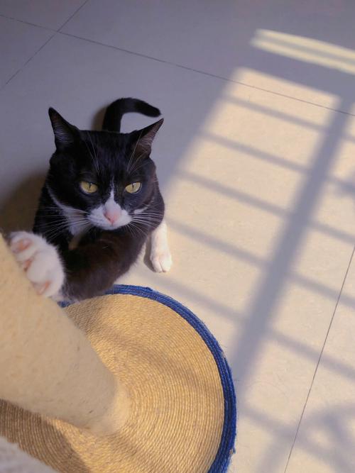 梦见猫扑向自己
