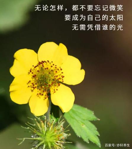 什么花代表梦想与奋斗